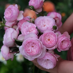  The Mill On The Floss