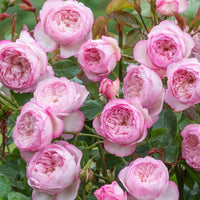 The Mill On The FlossRose Plant (David Austin) | 弗洛斯河上的磨坊