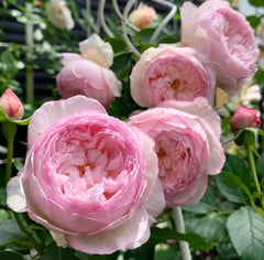  The Mill On The Floss