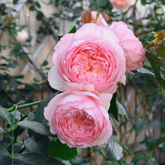  The Mill On The Floss