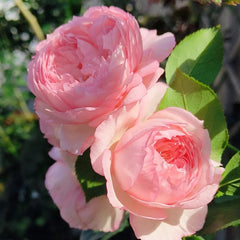  The Mill On The Floss