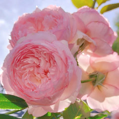  The Mill On The Floss