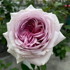 The Pride Rose Plant