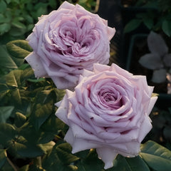 The Pride Rose Plant