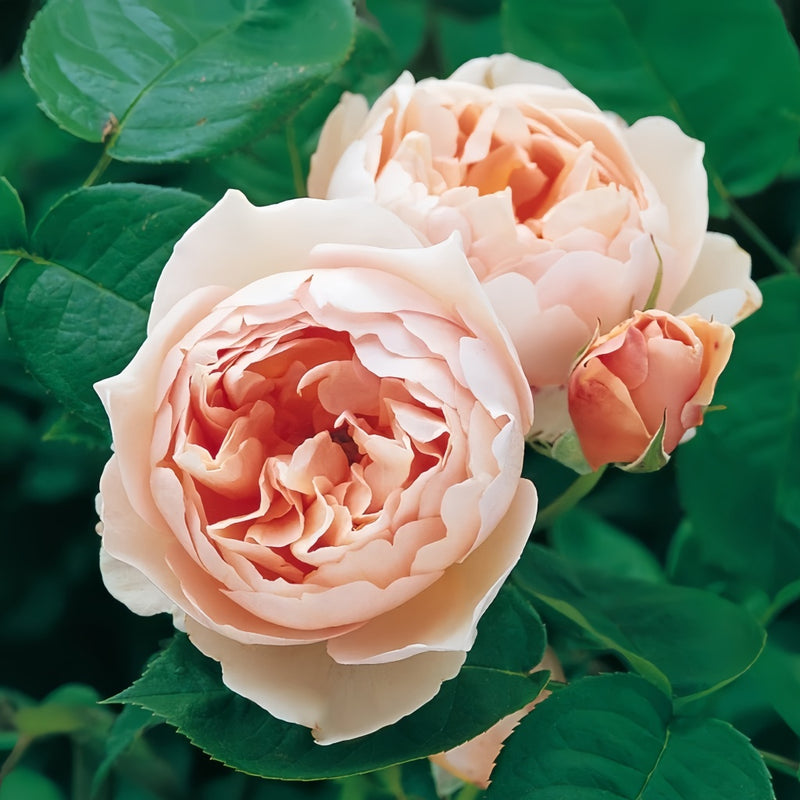 Comte Cheese Roses Constance Rose: Timeless Beauty for Your Garden – Rose_Explosion