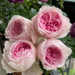 The Wedgwood Rose Plant