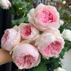 The Wedgwood Rose Plant