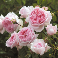 The Wedgwood Rose Plant