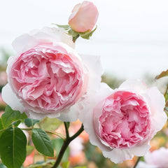 The Wedgwood Rose Plant