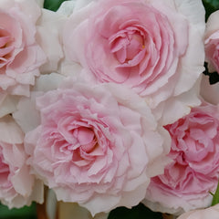 The Wedgwood Rose Plant