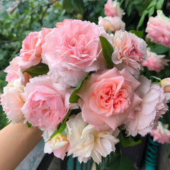 The Wedgwood Rose Plant