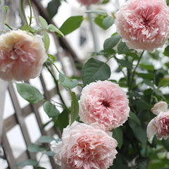 The Wedgwood Rose Plant
