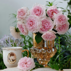 The Wedgwood Rose Plant