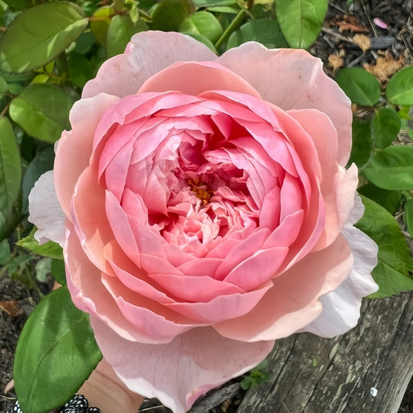The Alnwick Rose Plant(Austin)|安妮克城堡 – Rose_Explosion