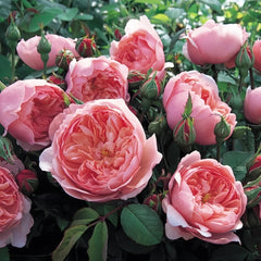 Alnwick Rose