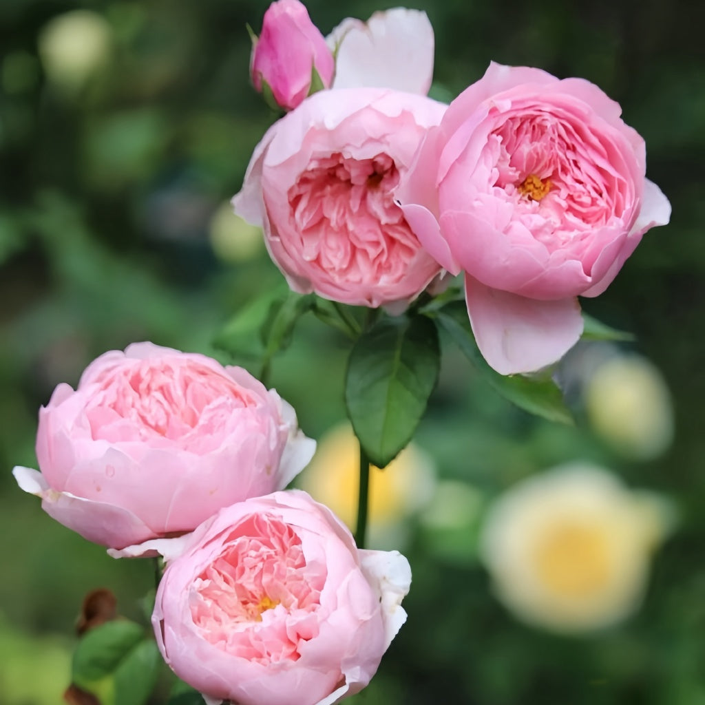Acnid Roses The Alnwick Rose Plant(Austin)|安妮克城堡 – Rose_Explosion