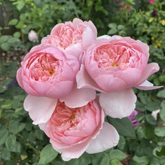 Alnwick Rose