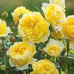 The Poet's Wife Rose – Bright Yellow Blooms