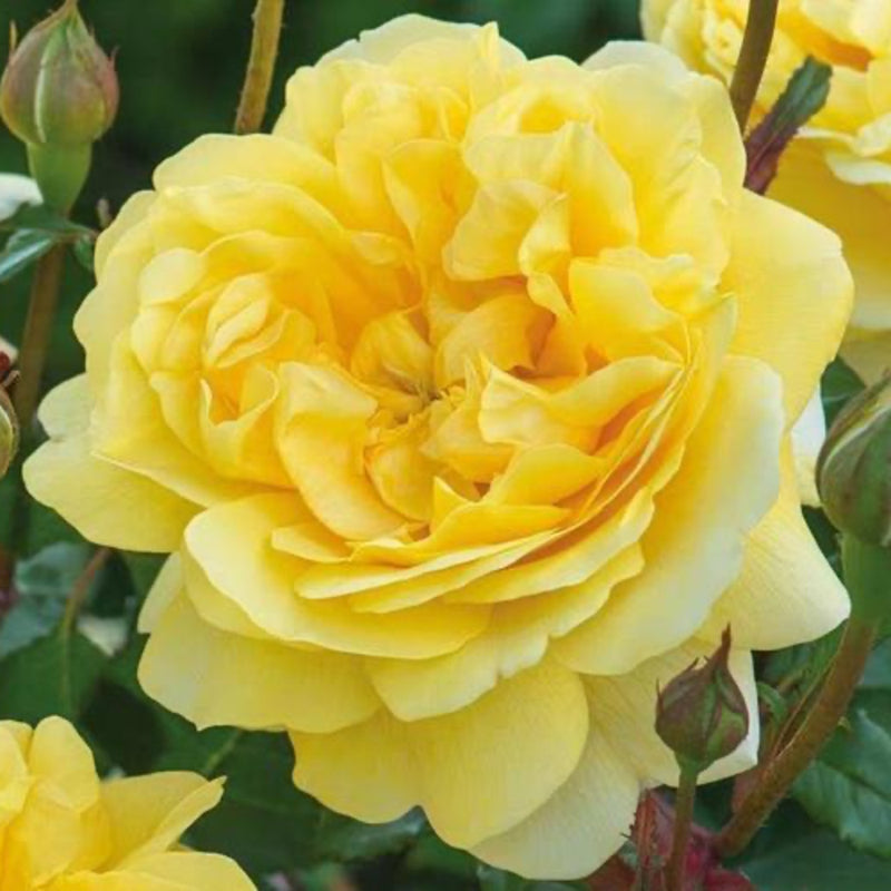 The Poet's Wife Rose – Bright Yellow Blooms