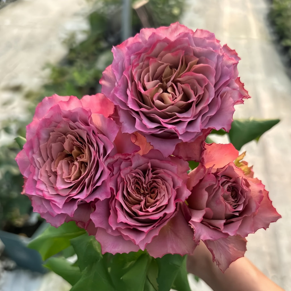 Natural Sense Roses Thé nature Rose Plant|英伦节拍 – Rose_Explosion