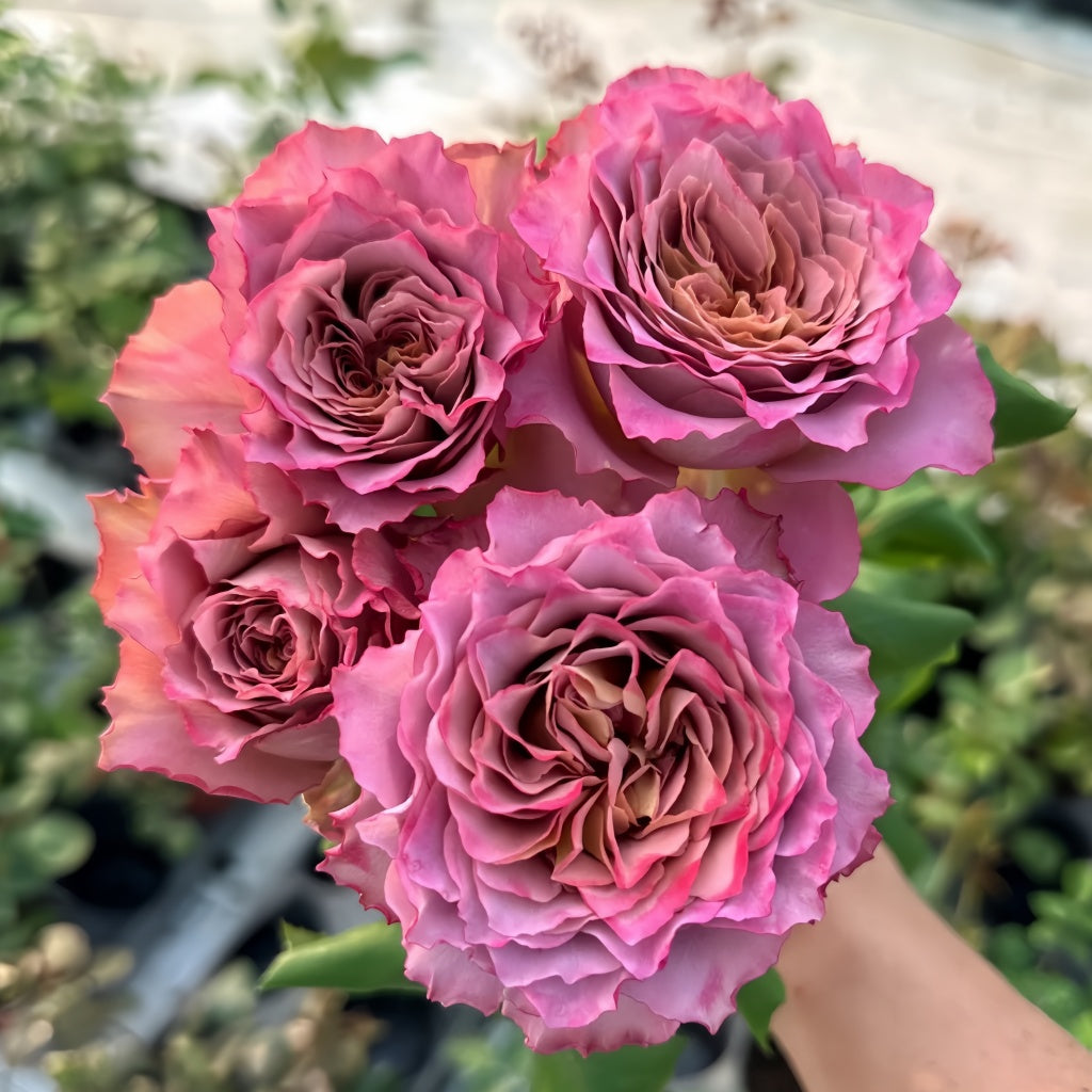 Natural Sense Roses Thé nature Rose Plant|英伦节拍 – Rose_Explosion
