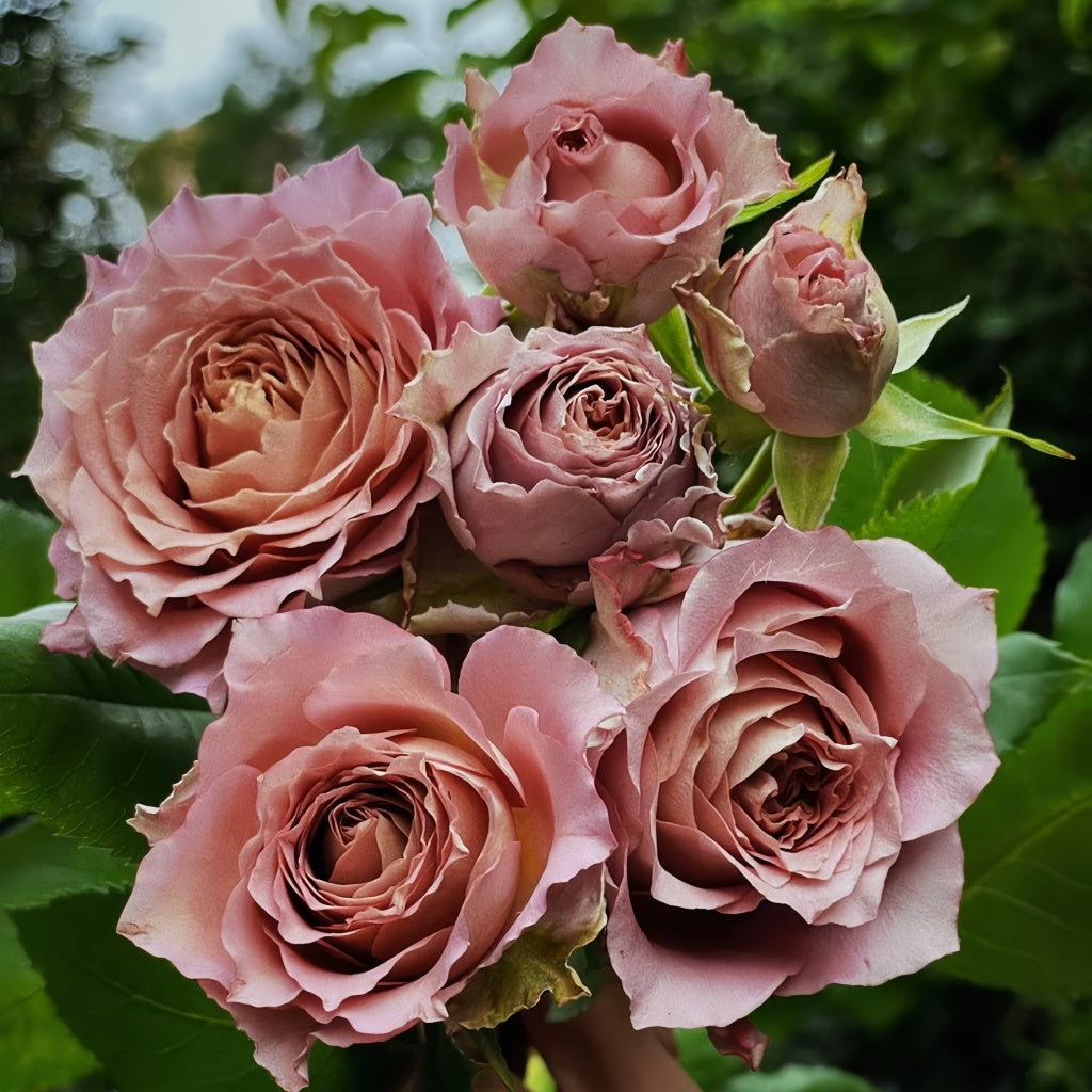 Natural Sense Roses Thé nature Rose Plant|英伦节拍 – Rose_Explosion