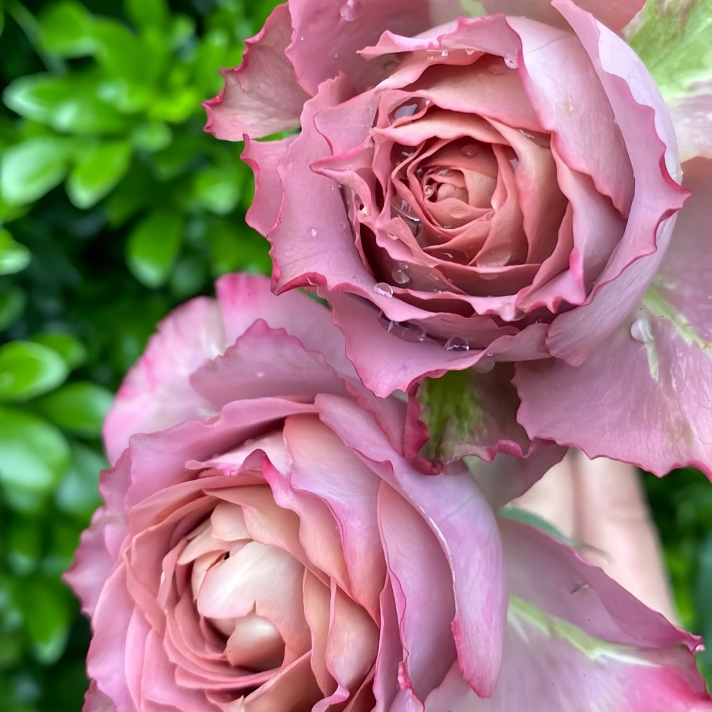 Natural Sense Roses Thé nature Rose Plant|英伦节拍 – Rose_Explosion
