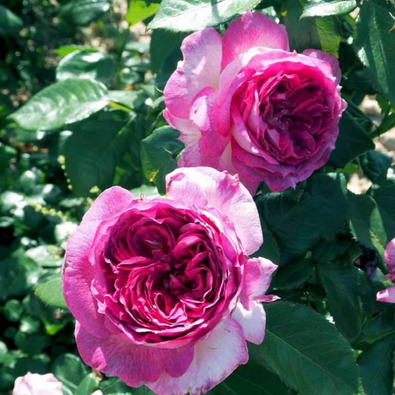 Thierry Marx Rose | Elegant and Fragrant Garden Beauty