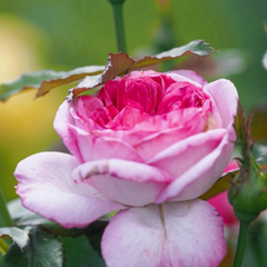 Thierry Marx Rose | Elegant and Fragrant Garden Beauty