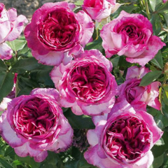 Thierry Marx Rose | Elegant and Fragrant Garden Beauty