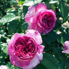 Thierry Marx Rose | Elegant and Fragrant Garden Beauty