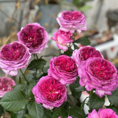 Thierry Marx Rose Plant