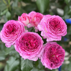 Thierry Marx Rose Plant