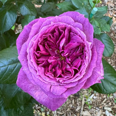 Thierry Marx Rose Plant