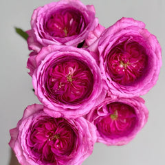 Thierry Marx Rose Plant