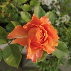 Ti Amo Rose