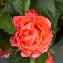 Ti Amo Rose