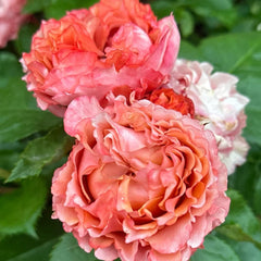 Ti Amo Rose