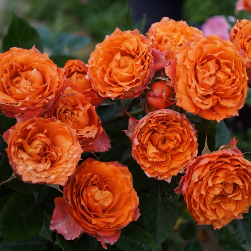 Ti Amo Rose