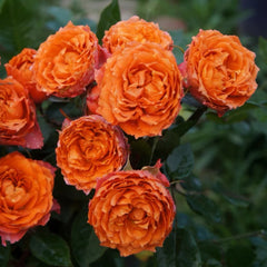 Ti Amo Rose