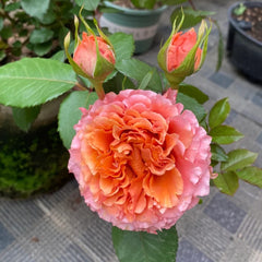 Ti Amo Rose