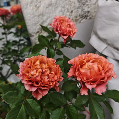Ti Amo Rose
