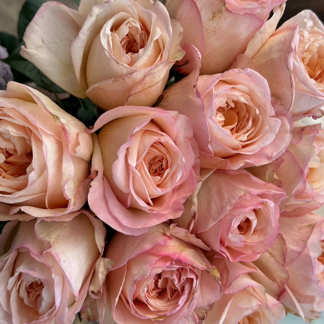 tie dye roses seeds Tie Dye Rose Plant|扎染 – Rose_Explosion