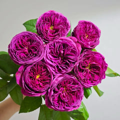 Time Scent Rose