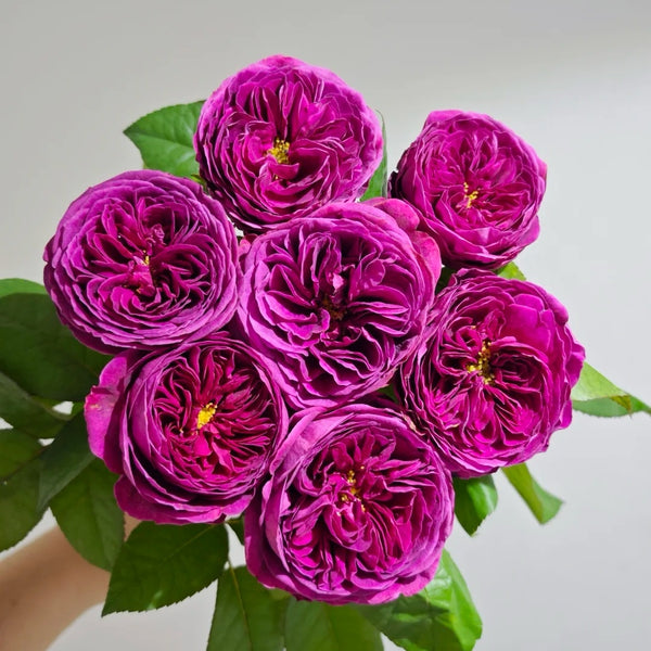 Time Scent Rose