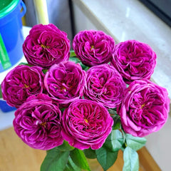 Time Scent Rose