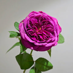 Time Scent Rose