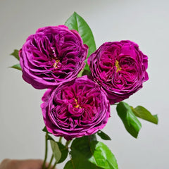 Time Scent Rose