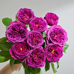 Time Scent Rose