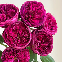 Time Scent Rose